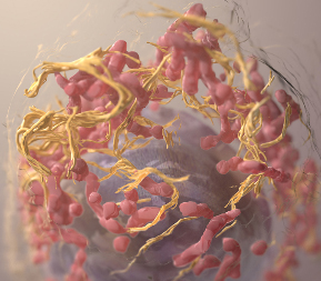 Illustration for article titled 2008 Science Visualization Challenge Reveals the Teeth in a Squid's Suckers